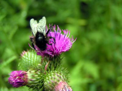 Kratzdistel und die Fliege