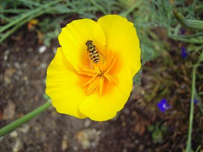 Biene auf gelbem Mohn