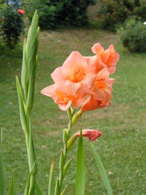 Gladiole im Garten