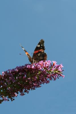 Sommerflieder mit Schmetterling I