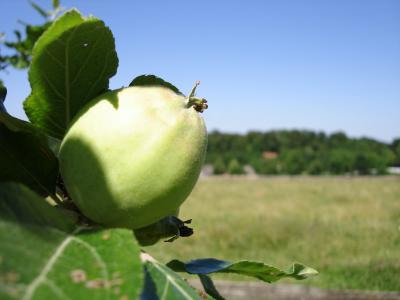 Junger Apfel