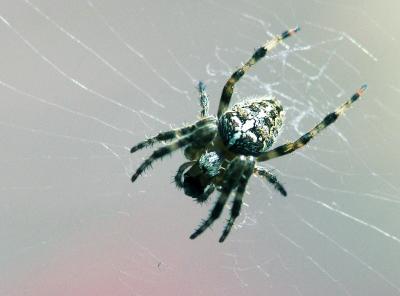 araneus diadematus