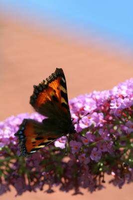 Schmetterling II