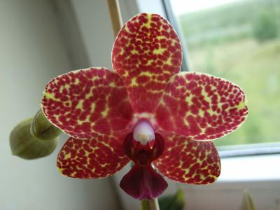 Orchidee 45