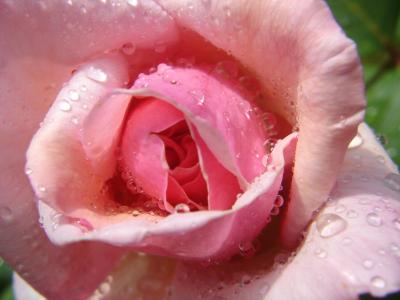 Rose nach erfrischendem Regen