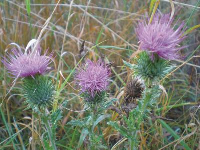 Distel am Wegrand