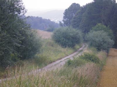 Waldweg am Morgen