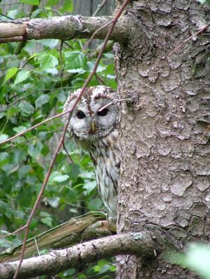 Ein Kauz im Wald