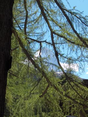 Matterhorn durch die Bäume