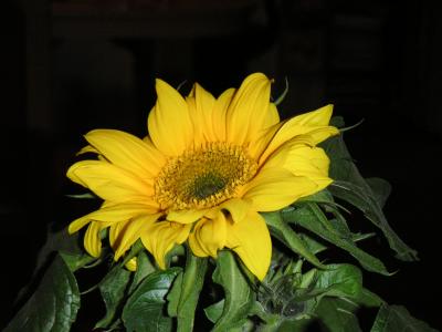 Sonnenblume1