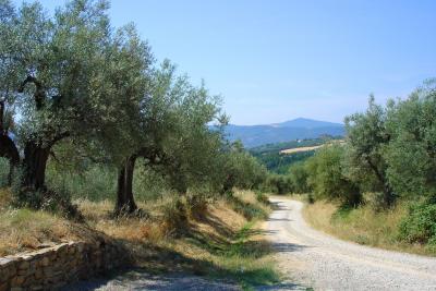 Spaziergang im Olivenhain