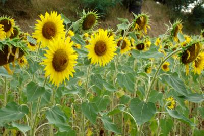 Sonnenblumenfeld bei Moiano