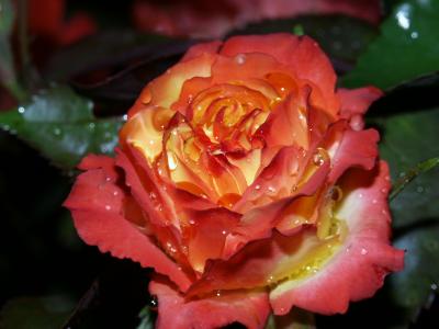 Rosen mit Regentropfen und Mücke