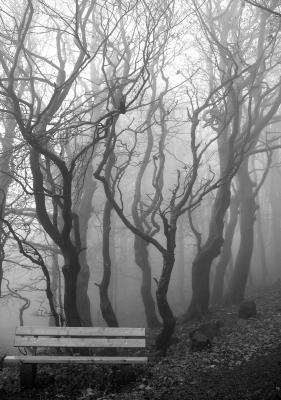 Bäume_im_Nebel