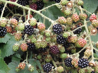 Beeren