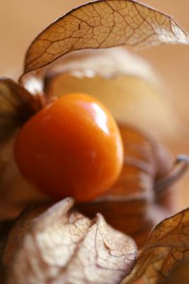 Physalis, Blasenkirschen oder Judenkirschen