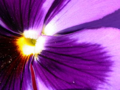 violette Blüte