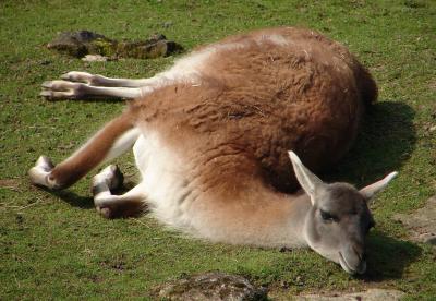 Relaxing Lama