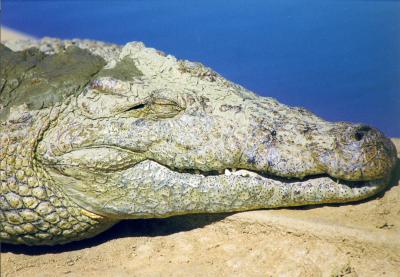 Träumendes Krokodil