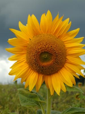 Sonnenblume vor Regenhimmel