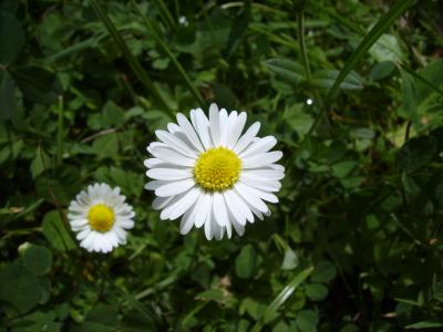 Gänseblümchen makro 01