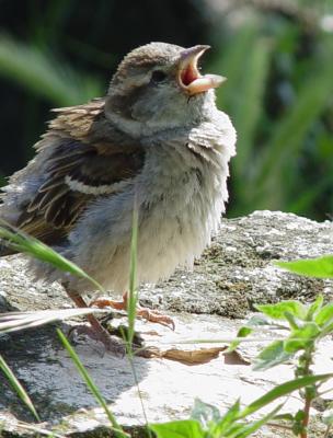 kleiner Spatz