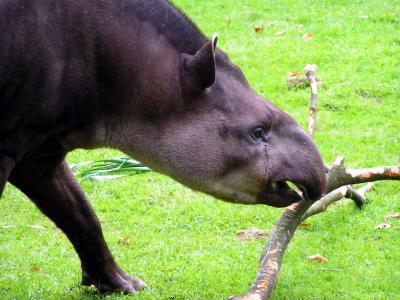 Tapir 3