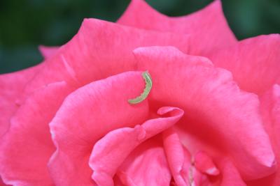 Wurm auf Rose