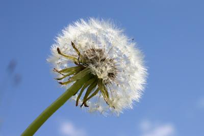 Pusteblume