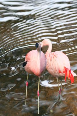 Flamingos