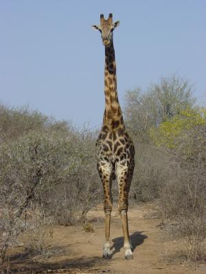 2003 Giraffe im Krüger-Nationalpark