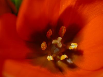 rote Tulpe