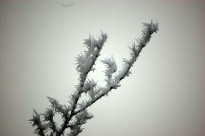 Eiskalt und Nadelspitz