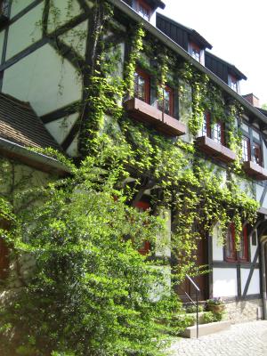 Es grünt in Erfurt