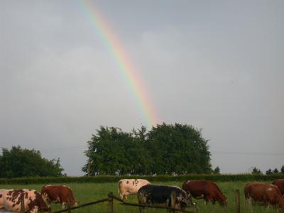 Kühe und Regenbogen