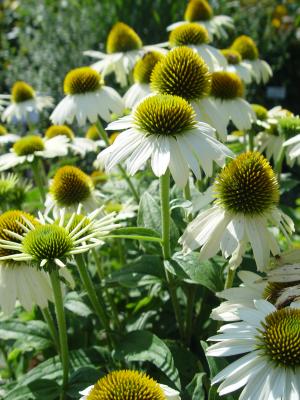 im Botannischen Garten