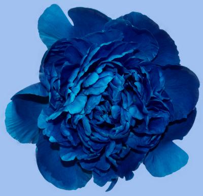 Rose blau