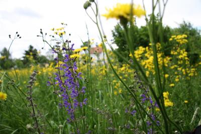 Sommerwiese