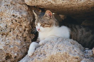 Katze im Stein