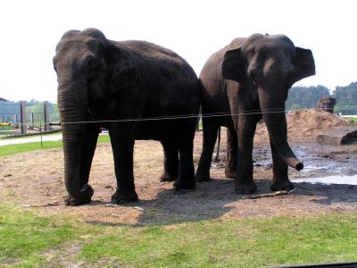 Asiatische Elefanten