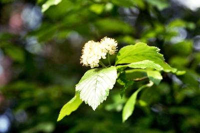 Buchenblüte