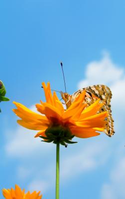 Schmetterling