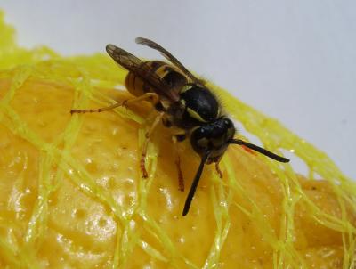 Wespe auf Zitrone