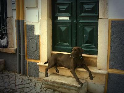 baphomet85: Stolzer Hund