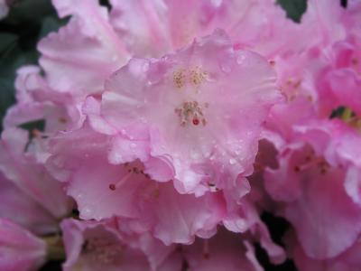 Rhododendron mit Morgentau