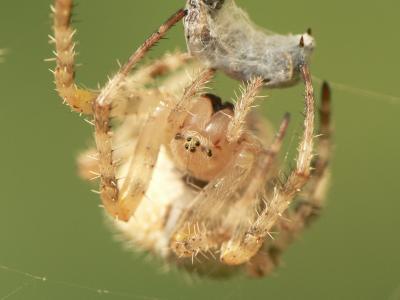 spinne beim Frühstück