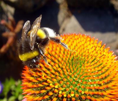 Hummel auf Echinacea