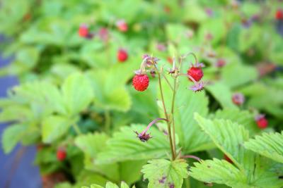 bucurescu 0081 walderdbeeren