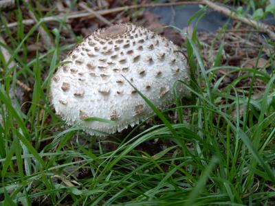 Parasole gibt es auch im Garten