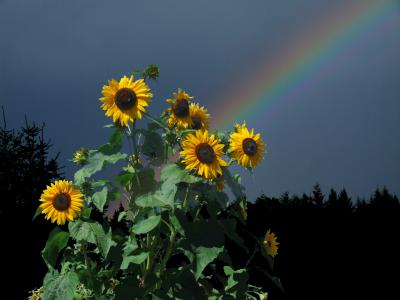 Sonnenblumen & Regenbogen
